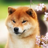 VICKY - Daughter of Shiba Inu