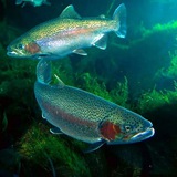 Живая рыба🐟 Форель, осетр.