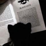 Black cat 🐾