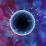 Egg Cell Portal