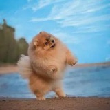 Котики и шпицы