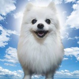 Gabe The Dog - $GABE