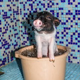 Piggy Portal