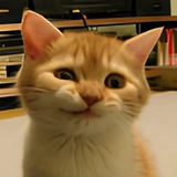 First Crypto Cat $SIRIUS CTO