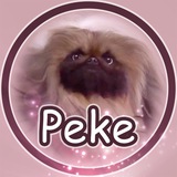 $Peke is an Epic dog.