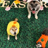 Doges