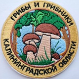 ГРИБНАЯ БАНДА КАЛИНИНГРАДА