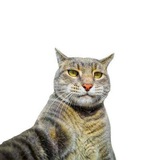Selfie Cat