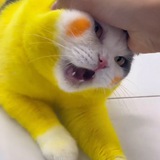 🎰JBCAT优质壁纸走私