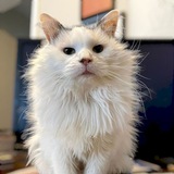 Pot Cat Official chat