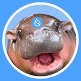 $HIPPO