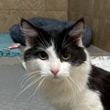 Срочная помощь котику Пилоту