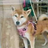 Koto-chan