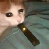 Juul Cat CTO🐱