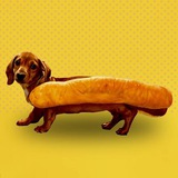 HOTDOGE Official🌭🐕