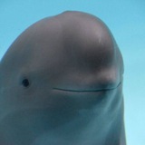 MIHARU BSC ( Smiling Dolphin )