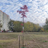 Дуб Хранитель 🌳