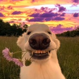 Sunny_portal
