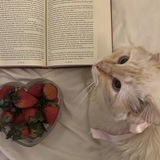 ׄ ⸼ proof ─ ꒰ reading a book with my beloved cat with a sweet red strawberry ׅ ֹ ꣼