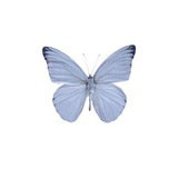 فَـراشـتي 🦋