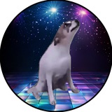 $DDOG Dancing Dog