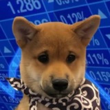 DOGWIFSCARF