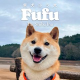 $FUFU The Shiba Inu