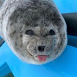 $PONSUKE - Silly Baby Seal