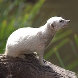 Snow White The Meerkat $SNOWY