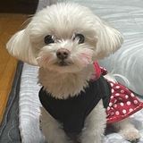 $POOKU - WIF’S BROTHER ENTRY