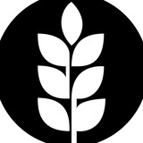 Wheat | УКРАЇНСЬКЕ КОМ'ЮНІТІ | Cattea