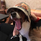 Charlie Trump dog