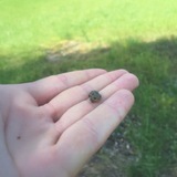 Smol Frog - CTO ˢᵐᵒˡ ᶠʳᵒᵍ
