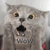 Chartreux Cat