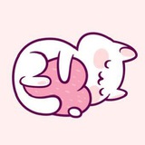 CuteCats Chat ❤️