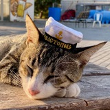 Крым. Котики. Любовь