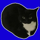 Maxwellcat Official Community