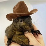 Peanut The Squirrel