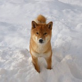 $Snow Portal