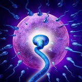Sperm Cells - Entry