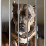 Stool Prisondente's Dog
