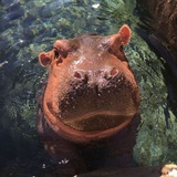 Fiona The Hippo