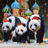 Пандафанаты