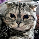 Котофота