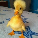 lil ducky
