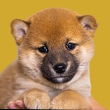 NICK (Billy's new Pet)