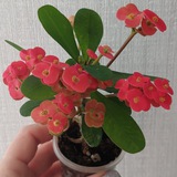 Комнатные цветы🪴