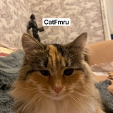 CatFM