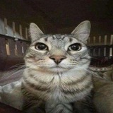 чатик стефана
