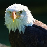 🎧SelbstErmächtigungAudios🦅